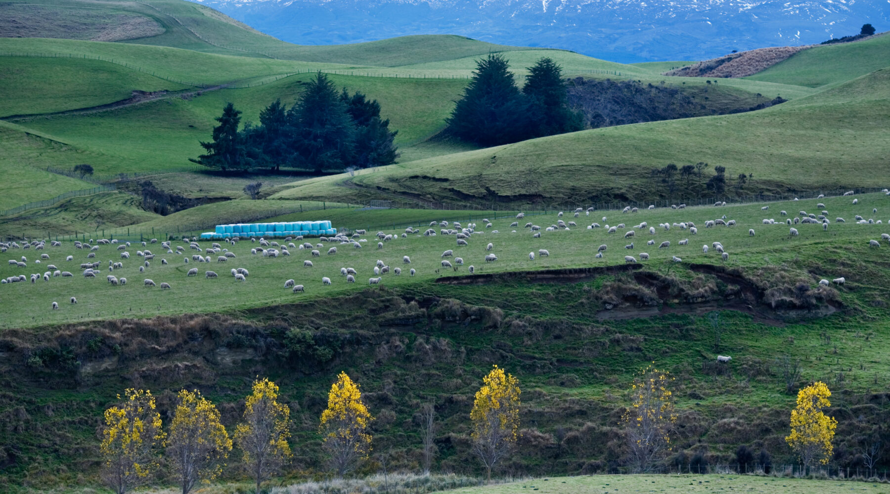 New Zealand