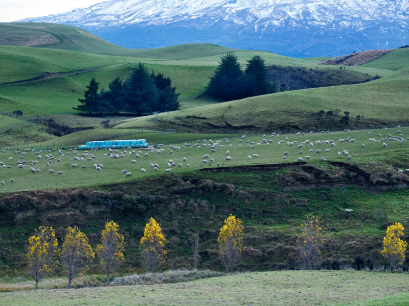New Zealand